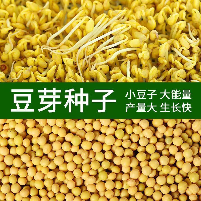 新豆発もやし専用小大豆非遺伝子組換え690小金黄真珠粒発もやし納豆打豆乳|undefined