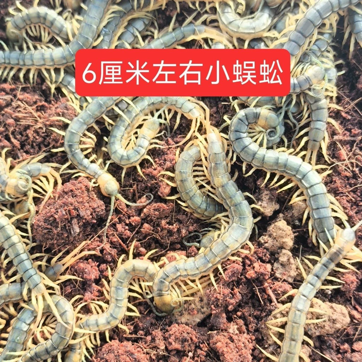 Живые скорпионы, живые почвенные люди, живые насекомые, тигровая пчела, тараканы, живые навозные жуки, живые черные муравьи