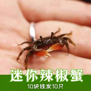 Small Crab Ornamental Crab Pet Crab Freshwater Fish Tank Algae Removal Reptile Pet Eating Feces Cleaning Tool Deep Water Ornamental Crab
