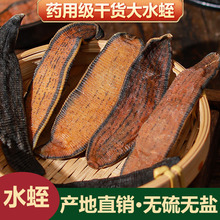 正宗特级水蛭中药材100克包邮清水无盐无硫宽体金线水至干货蚂蟥