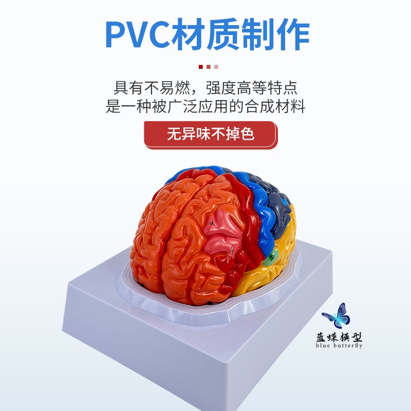 ��ѧ��������1:1���Թ��ܷ���ģ��ɫ����ģ�� ��ģ��Ƥ�����ģ��