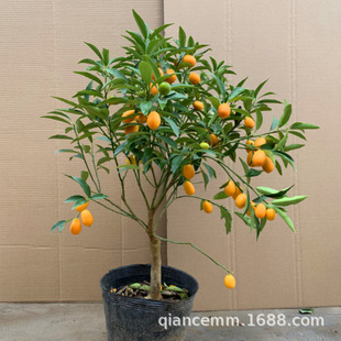 ��Ƥ��������ļ����҃Ⱥ��B�Gֲ��С�����ӽ����^�p�辰��������