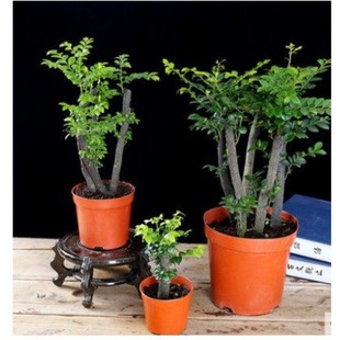 С�~��̴�辰�������F��̴�Ϙ䘶�҃��̨�����ͺ��ļ�����Gֲ��