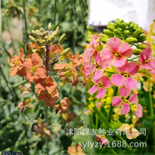 lɫͲ˻N^pͲ˻ɫͥԺԻN