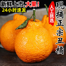 不知火丑橘新鲜水果丑八怪非耙耙柑橘子9斤蜜橘应季整箱产地直发
