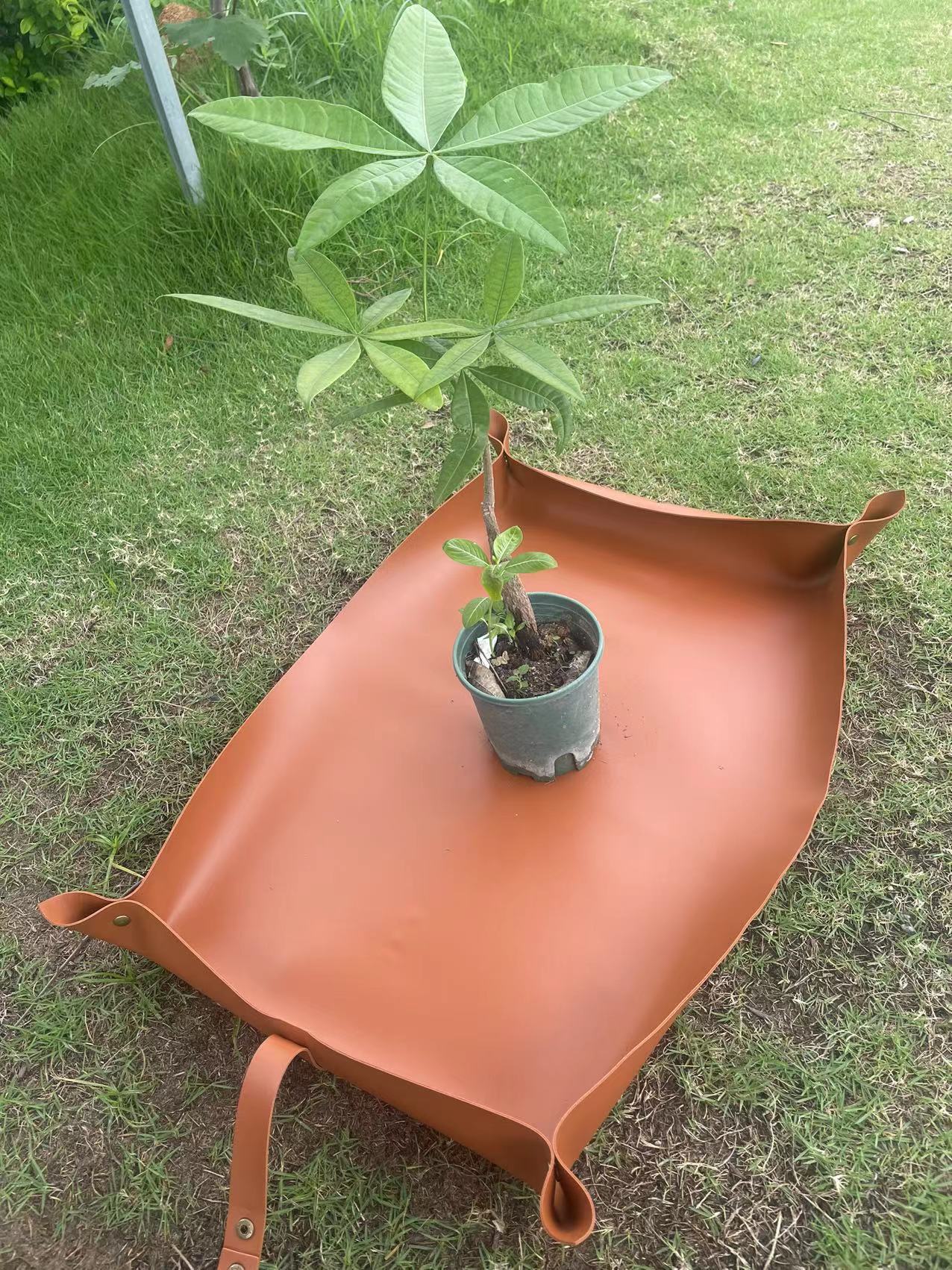 Jardín de acabado maceta de arroz de albaricoque cultivado bandeja de jardinería de plantación verde maceta de reemplazo maceta verde marrón negro