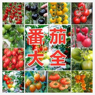 �߲˷N��ǧ�������}Ů��С���ѷN�ݲ˷N�Ѵ����ļ��NͥԺ�̨����