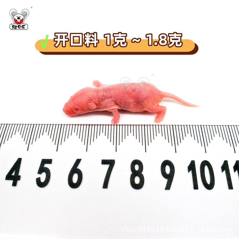 살아있는 [개방형 물질 1-1.8g] 멸균 쥐 소스