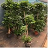 Happy Tree Green Plant wholesale multi -layer green interior office hotel shape is easy to live, live, dry and bright