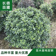 海桐球批发苗木基地供应各类规格绿化用精品海桐造型优美承接工程