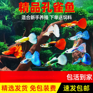 ��ȸ�~���N�Pβ�^�p�~С�͟Ꭷ�~����ˮ���B���~С�~̥���~��