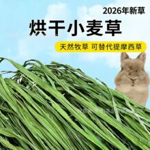 兔子烘干小麦草牧草龙猫荷兰猪兔兔干草提摩西草兔粮兔饲料小麦草