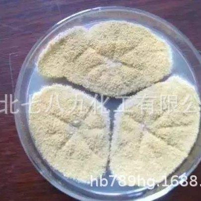 厂家直销 杀虫 白僵菌，绿僵菌 ，小量可发 绿僵菌  可以发样品