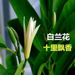Guangdong White Magnolia White Orchid Potted Yellow Horn Orchid Yellow Orchid Seedlings Blooming in All Seasons with Flowers Courtyard Balcony Plant Pingrun