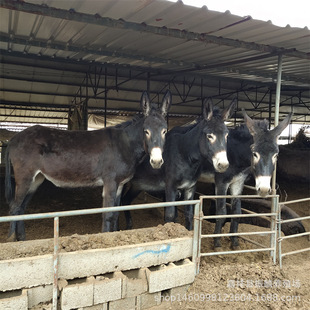 �s�����Hһ�^�����H�������H�����H���Bֳ��