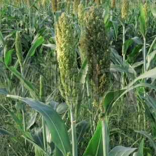 Supply Annual Herbaceous Shu Miao