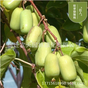 Giant Jinfeng Kiwi Saplings Planted in the South and North Potted Ground-Planted Yellow-Heart Kiwi Fruit Saplings That Bear Fruit in the Same Year
