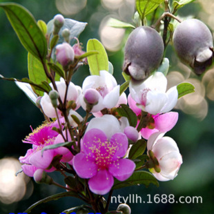 Fruit Tree Twister Saplings Fruit Tree Twister Fruit Seedlings Mountain Twister Seedlings Wunin Myrtle Saplings Fruit Seedlings Potted Seedlings