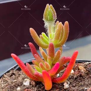 ���ֶ���ֲ��С�����̨���b�M�ϾW�t�ײ;Gֲ����ֲ����B