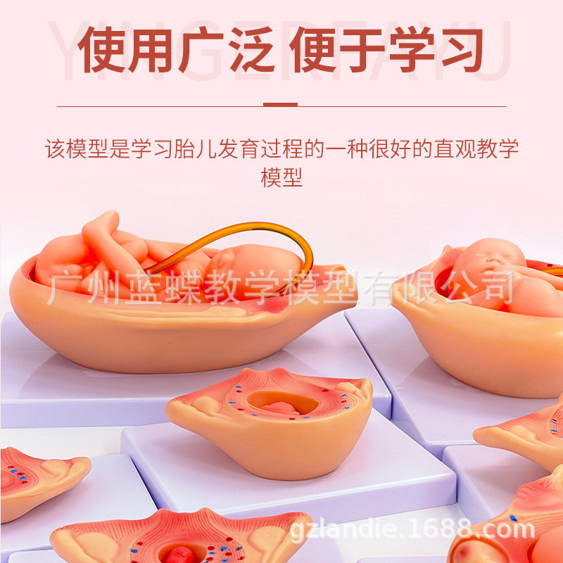 ������̥����ģ�� �ƻ�����ģ�� 9����̥����������ģ��10����