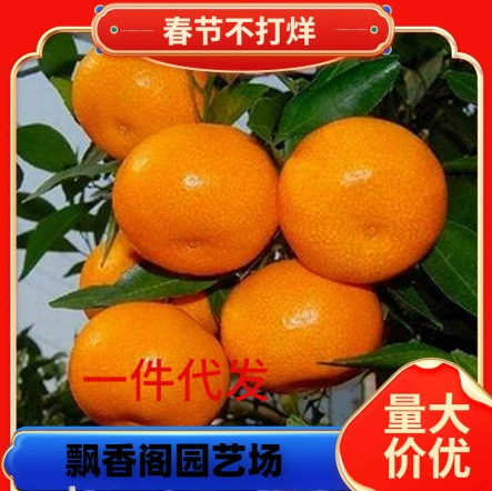 Саженцы цитрусовых сычуаньские саженцы фруктов