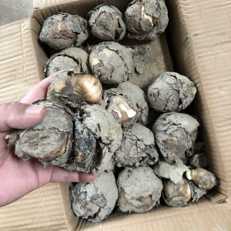 Нарцисс шар происхождения Цена электронная коммерция оптовая продажа Новогодние цветы Гидропонные морозостойкие растительные украшения