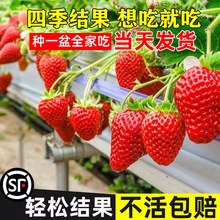 四季草莓苗奶油红颜草莓苗秧批发穴盘苗种草莓种籽子阳台盆栽植物