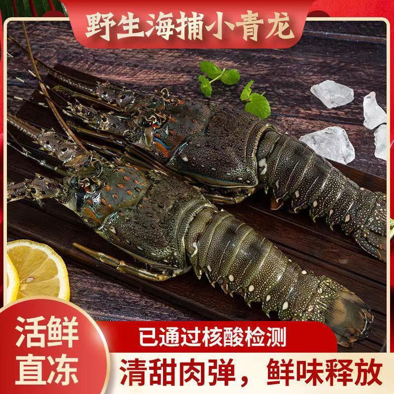 Xiaoqinglong Blow Dragon Fresh indigo plant lobster Macao Dragon Lobster Beautiful Big flower lobster