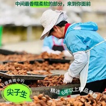 鸡头参九蒸九晒代加工怀商药业九制黄精正宗焦作黄精九蒸九晒黄精