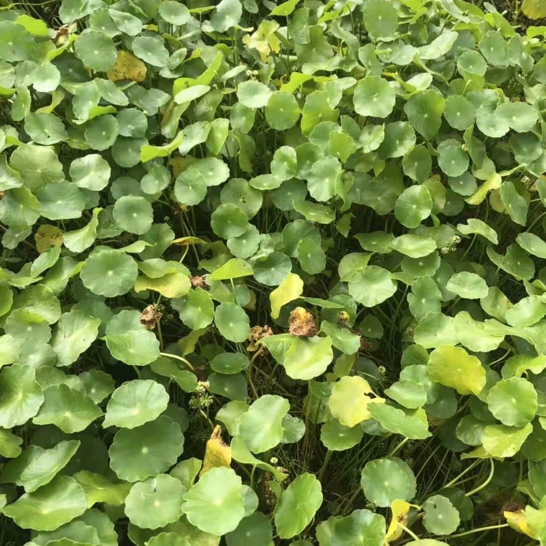 Основа поставляет большое количество оптовых плавучих сетчатых растений, водных растений и богатых и разнообразных растений для водного озеленения.