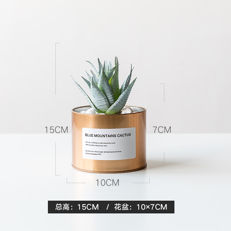 골드 주석 + 로즈 알로에