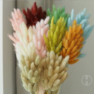 Rabbit Tail Grass Dried Flower Dog Tail Grass Gem Grass Real Flower Immortal Flower Bouquet Ins Style Home Decoration Manufacturer Wholesale