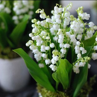 Flower Seedlings with Buds, Strong-Scented Florals and Green Plants, Balcony Household Florals, Perennial Cold-Resistant Plants, Root Bulbs
