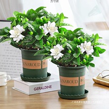 盆栽绿植盆景盆栽室内花卉加仑盆开花绿植一件四季批发桌面栀子花