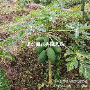 ˮ��ľ����䰫���t�������ļ��Ϸ������Nֲ�����̨����Y������