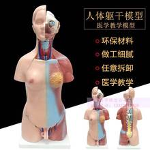 55CM人体躯干模型 人体解剖模型 人体内脏可拆可装23件。