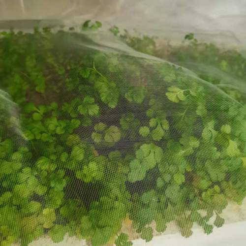 Cross-border supply vegetable orchard white polyethylene anti-insect net insect net bird net new material anti-insect net