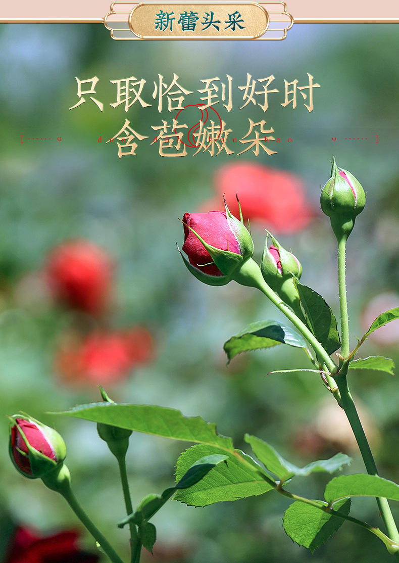 Freeze Dried Pingyin Rose Bud Tea Tai Rose Flower Tea Loose Dried Rosebuds for Tea 85g Can overview
