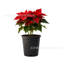 ���������羳���̺�ɫ���ϻ������Բ��������ֲ����ϻ�2������