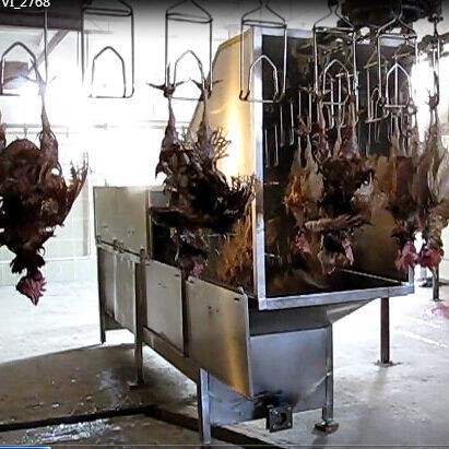 供应 不锈钢家禽自动烫毛机  鸡鸭鹅自动喷淋烫毛机 屠宰设备