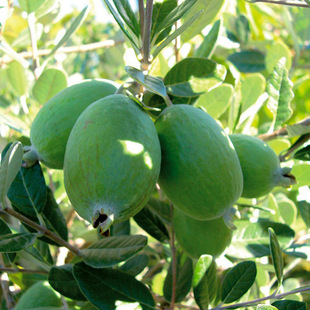 ���͹� 쳝���ͥԺ�̨���G��ľ���}��ʯ������� �������ͺ��׻�