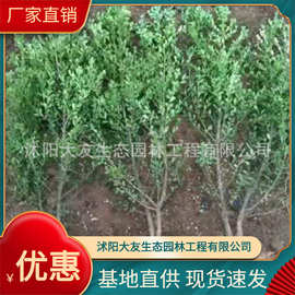 基地直销瓜子黄杨  金边 大叶灌木常绿性