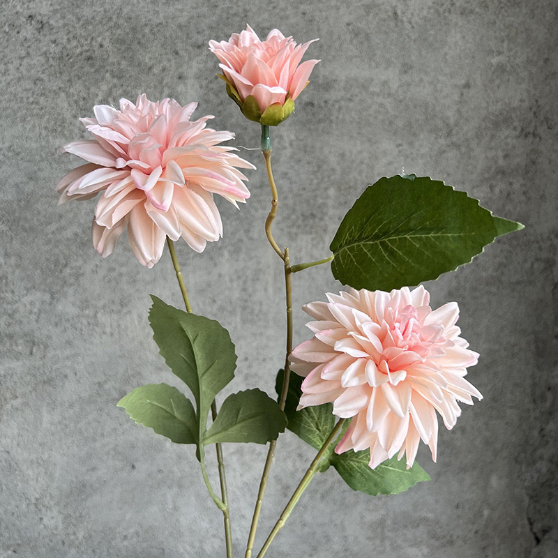 달리아 3개 - 연분홍색