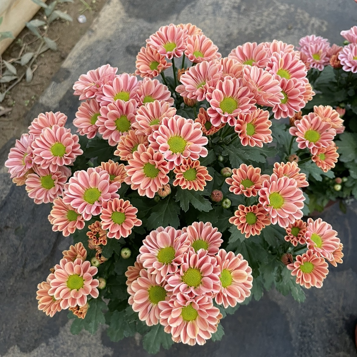 级玲珑新品雏菊稀有菊花盆栽荷兰菊耐热寒阳台庭院原盆土带花发
