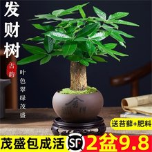 发财树小盆栽室内水培植物客厅桌面招财摆件新款花卉绿植好养盆景