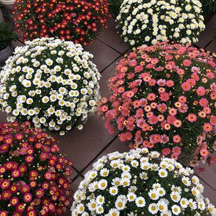 ��������С��������Ի��玧��������С�r���Ϙ��ǹ�ɫ���۲�ݮ��