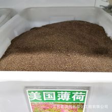 美国薄荷种子香草薄荷柠檬薄荷多年生猫薄荷留兰香薄荷种籽