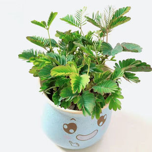 ���߲�С���Ԏ���ֲ���҃��̨���߲��k������Ȥζ�Gֲ����