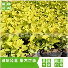 ����ֱ�����^�G����ľ��ɽ�������� ���潑���ջ���