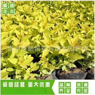 ����ֱ�����^�G����ľ��ɽ�������� ���潑���ջ���